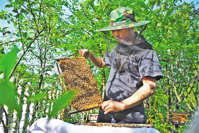 酉陽800 山地特色產業提質增效，農產品發展新篇章