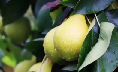 豐收節(jié)里話農(nóng)村經(jīng)濟發(fā)展 央視點贊京東惠民小站助力農(nóng)產(chǎn)品上行